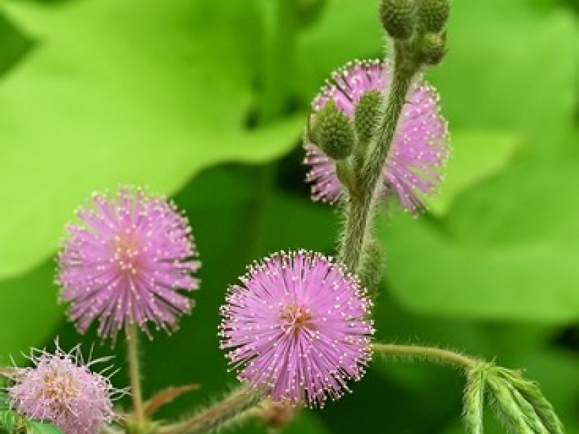 La sensitive ou Mimosa pudica : présentation et entretien La sensitive ou Mimosa pudica : présentation et entretien