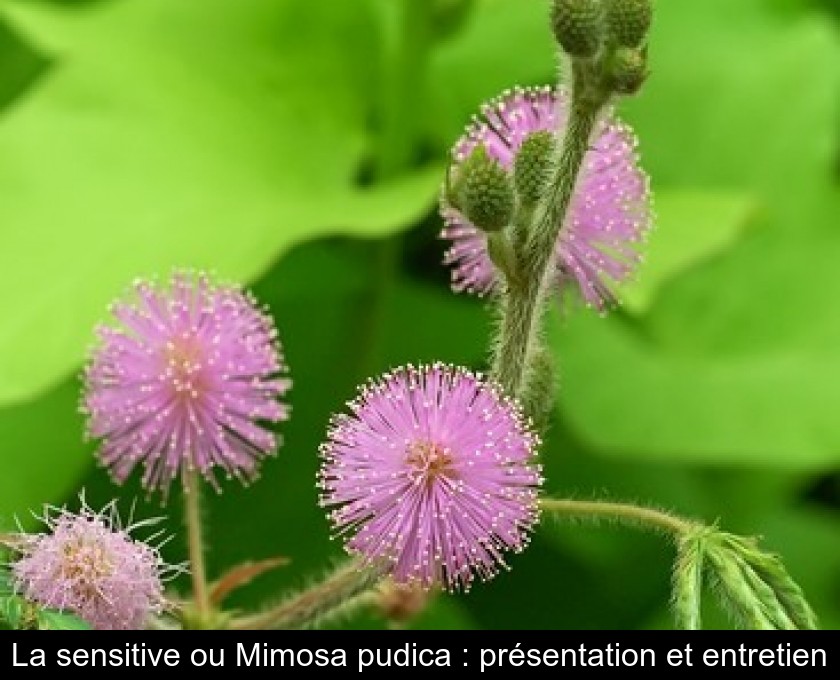 La sensitive ou Mimosa pudica : présentation et entretien La sensitive ou Mimosa pudica : présentation et entretien