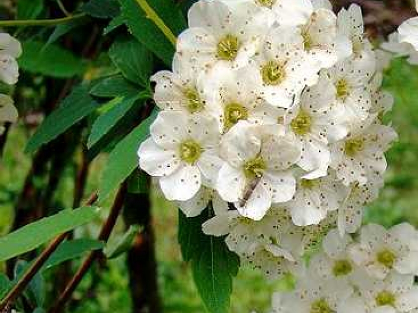 La spirée : un bel arbuste fleuri La spirée : un bel arbuste fleuri