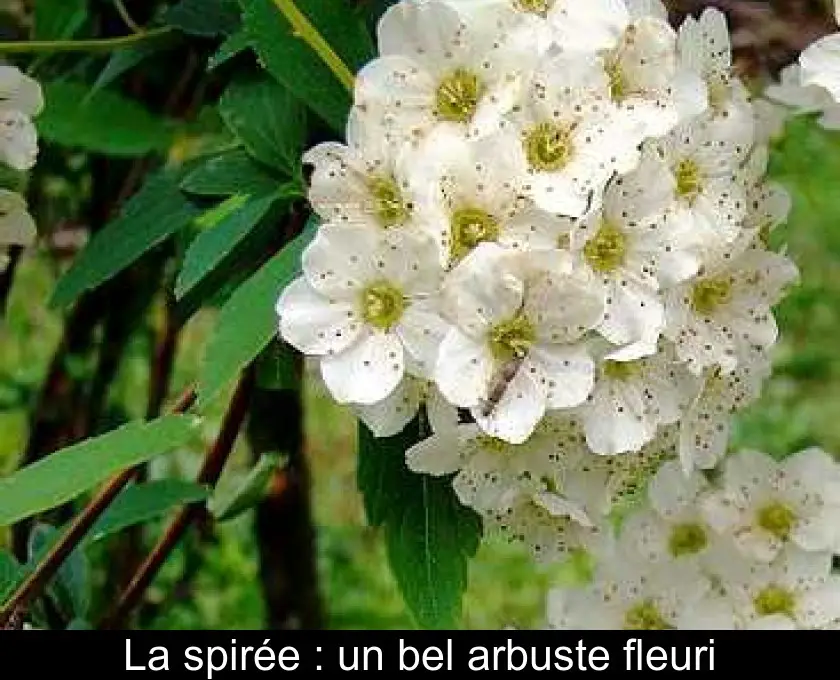 La spirée : un bel arbuste fleuri