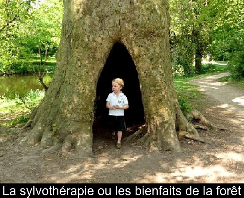 La sylvothérapie ou les bienfaits de la forêt