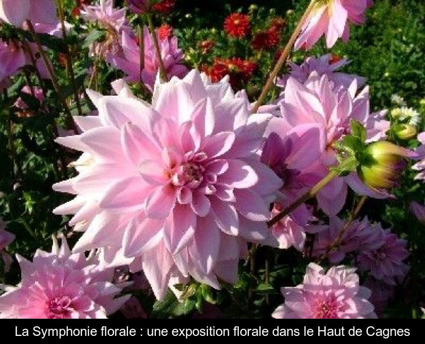La Symphonie florale : une exposition florale dans le Haut de Cagnes La Symphonie florale : une exposition florale dans le Haut de Cagnes