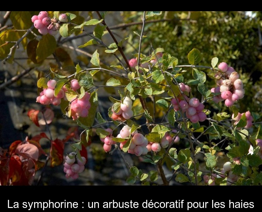 La symphorine : un arbuste décoratif pour les haies