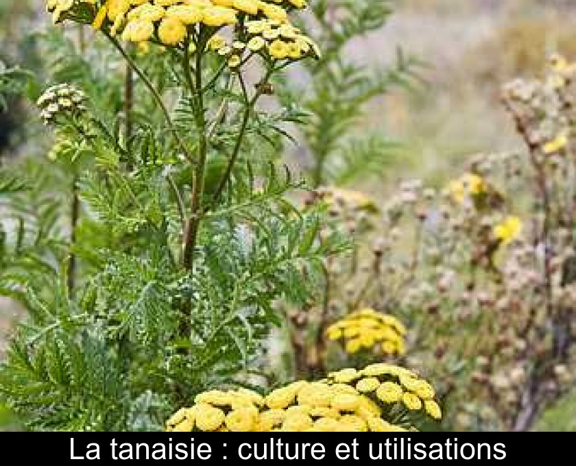 La tanaisie : culture et utilisations La tanaisie : culture et utilisations
