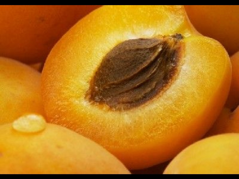 La tarte aux abricots et aux amandes : une recette facile La tarte aux abricots et aux amandes : une recette facile
