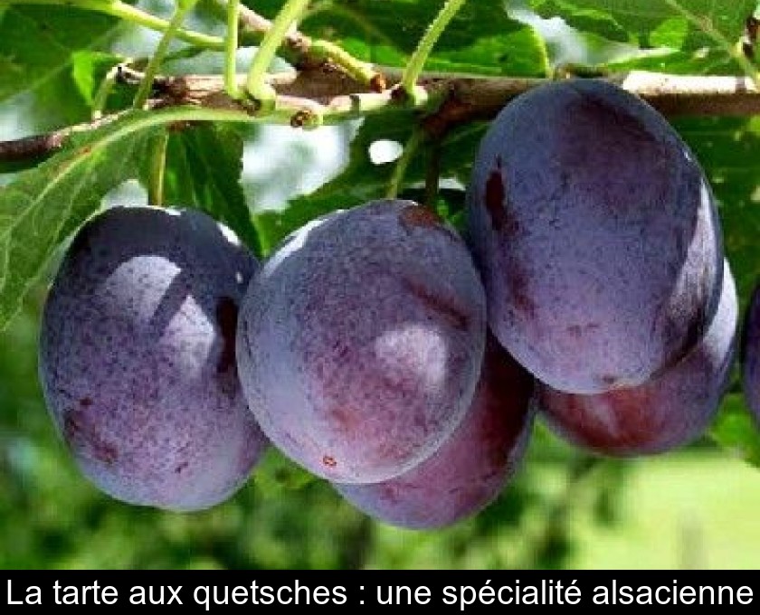 La tarte aux quetsches : une spécialité alsacienne La tarte aux quetsches : une spécialité alsacienne