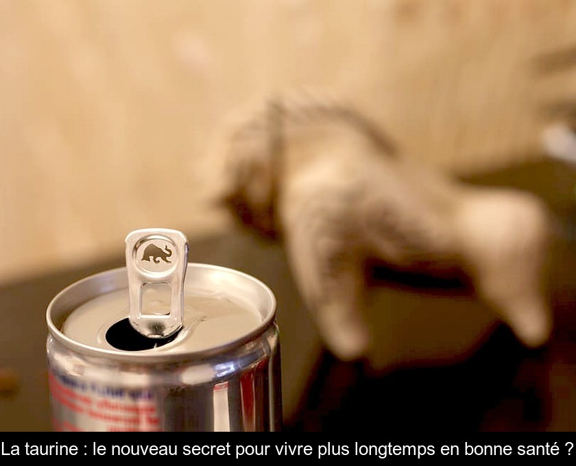 La taurine : le nouveau secret pour vivre plus longtemps en bonne santé ?