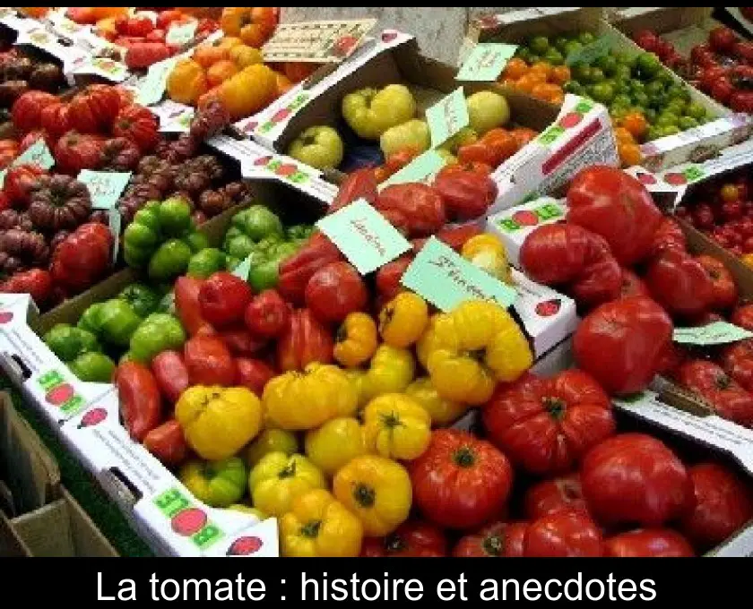 La tomate : histoire et anecdotes