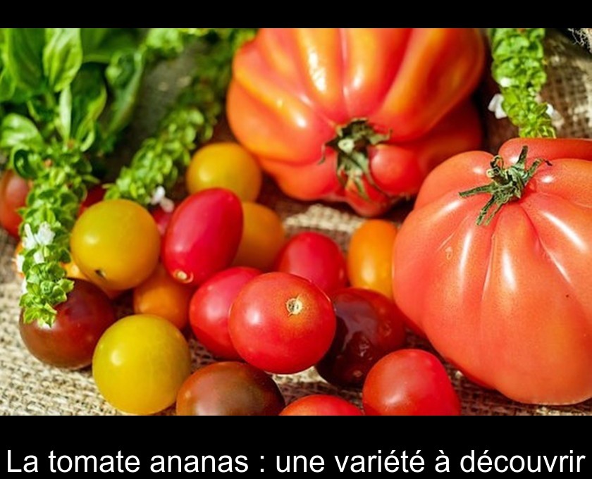 La tomate ananas : une variété à découvrir La tomate ananas : une variété à découvrir
