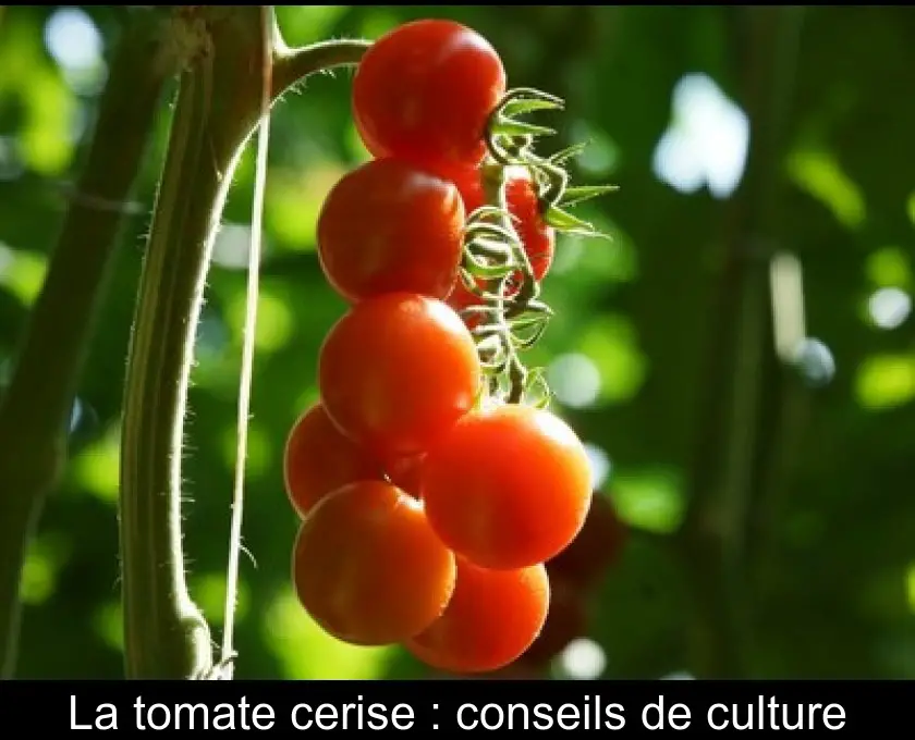 La tomate cerise : conseils de culture