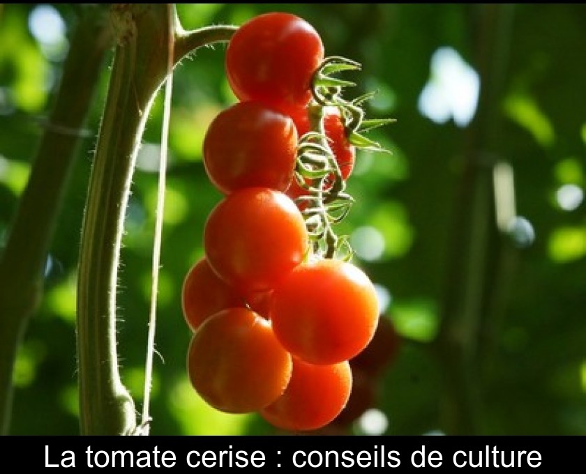 La tomate cerise : conseils de culture La tomate cerise : conseils de culture