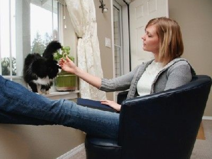 La toxoplasmose : présentation et prévention La toxoplasmose : présentation et prévention