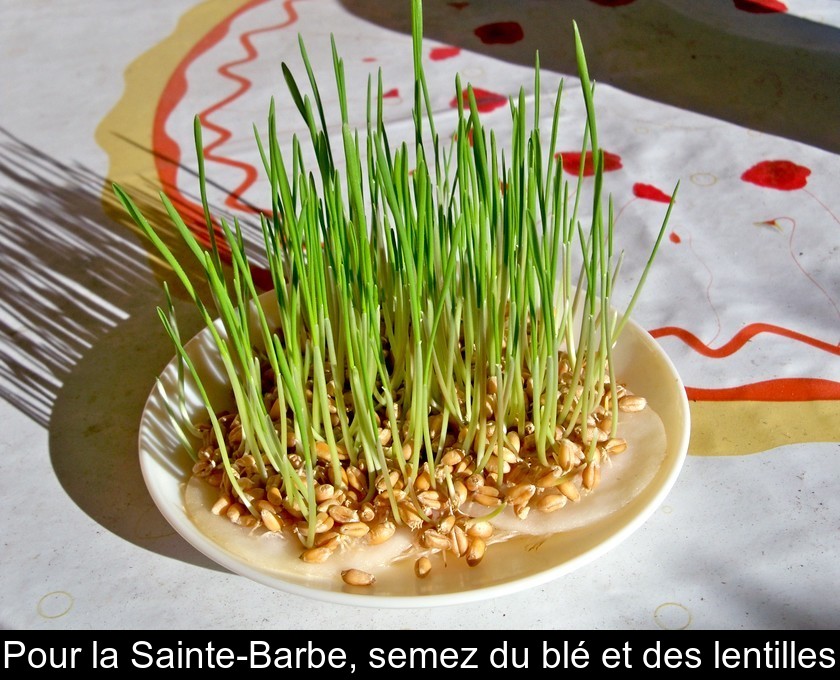 La tradition du blé de la Sainte Barbe La tradition du blé de la Sainte Barbe