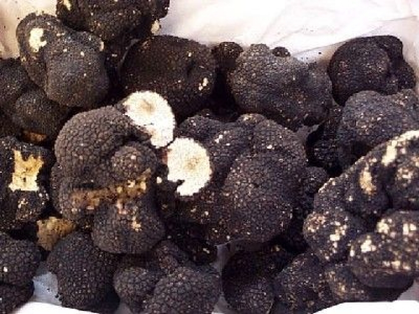 La truffe, l'ingrédient qui sublime les plats de fête La truffe, l'ingrédient qui sublime les plats de fête