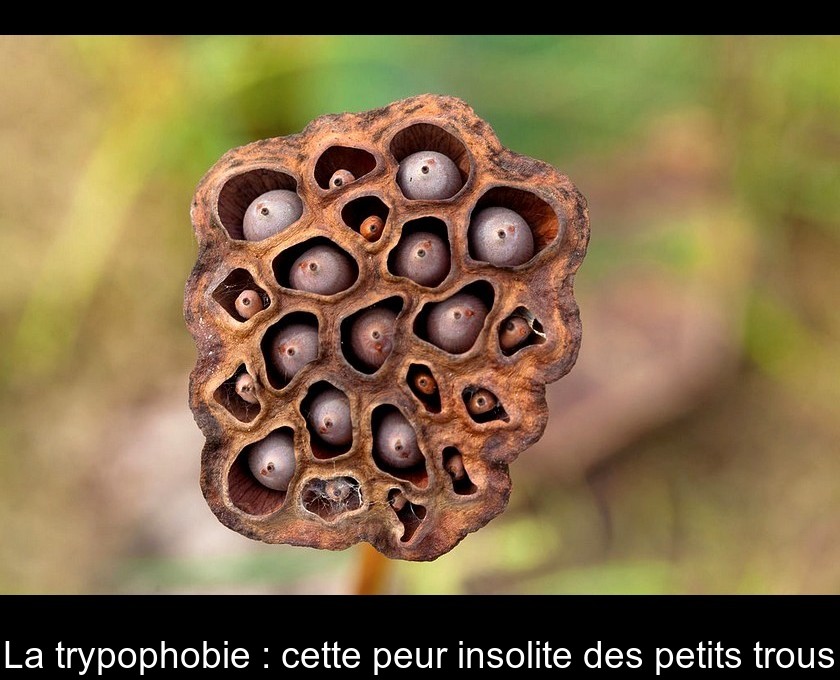 La trypophobie : cette peur insolite des petits trous La trypophobie : cette peur insolite des petits trous