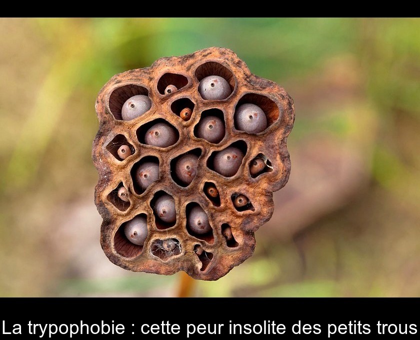 La trypophobie : cette peur insolite des petits trous