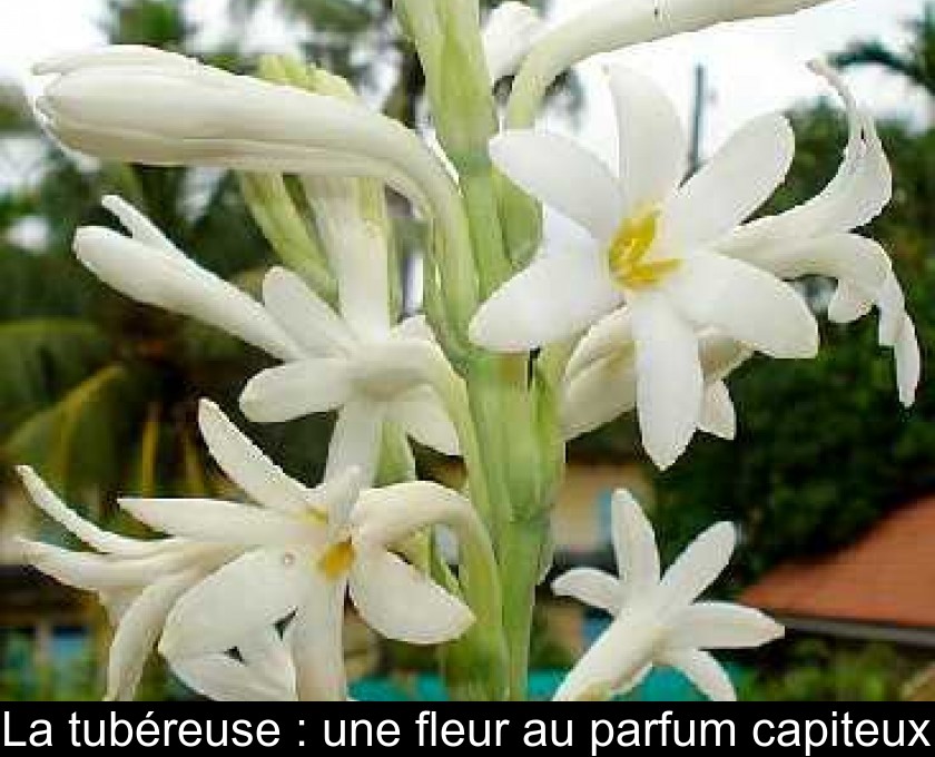 La tubéreuse : une fleur au parfum capiteux La tubéreuse : une fleur au parfum capiteux