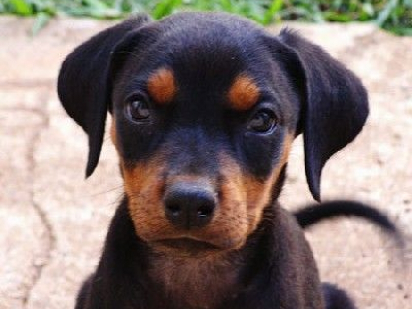 La vaccination du chien : conseils pratiques La vaccination du chien : conseils pratiques
