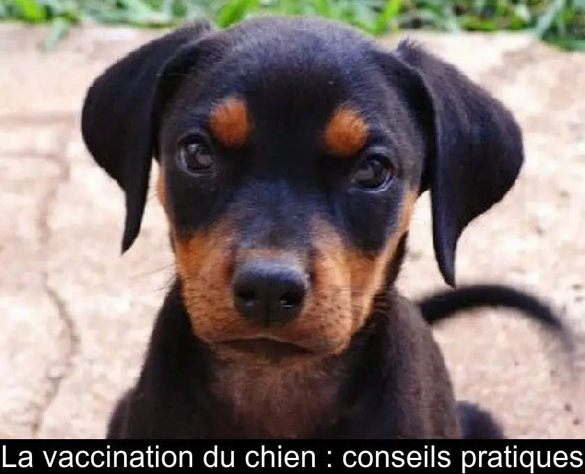 La vaccination du chien : conseils pratiques