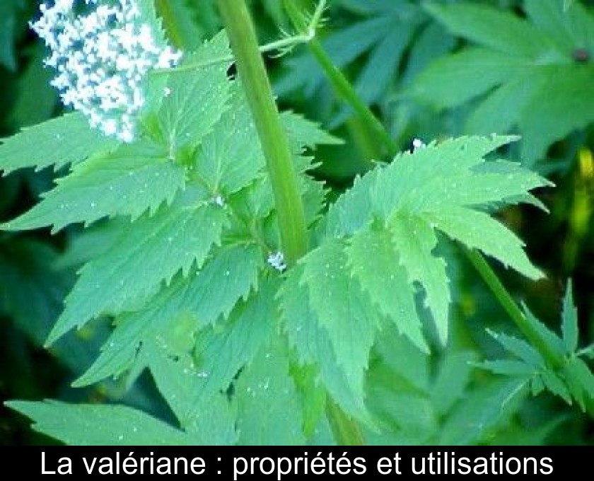 La valériane : propriétés et utilisations La valériane : propriétés et utilisations