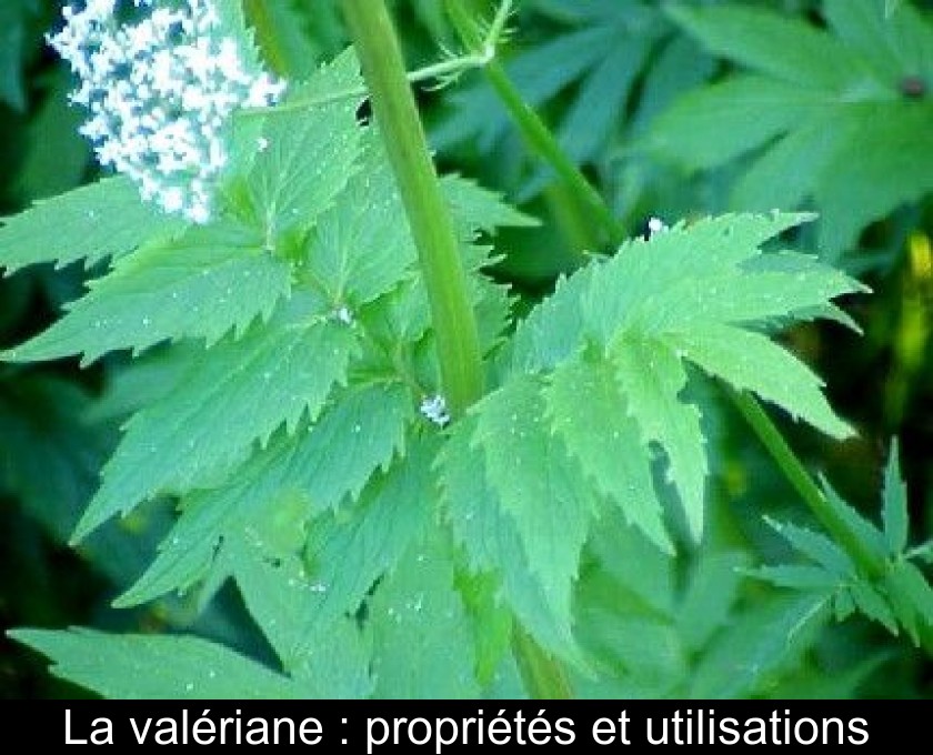 La valériane : propriétés et utilisations