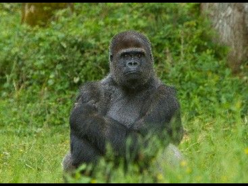 La Vallée des singes : des singes en liberté à Romagne La Vallée des singes : des singes en liberté à Romagne