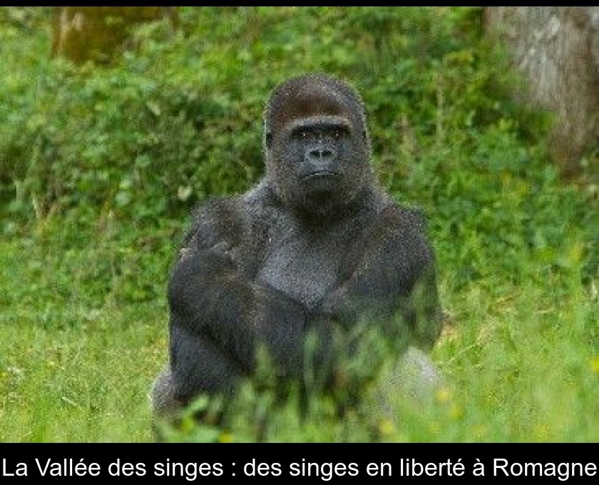 La Vallée des singes : des singes en liberté à Romagne La Vallée des singes : des singes en liberté à Romagne