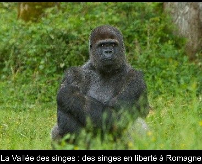 La Vallée des singes : des singes en liberté à Romagne