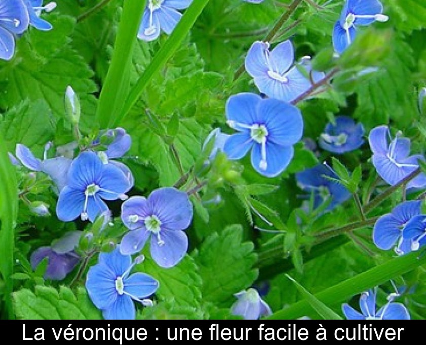 La véronique : une fleur facile à cultiver