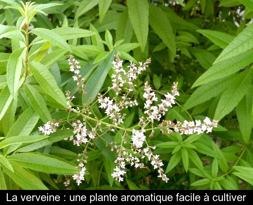 Verveine citronnelle, semis, plantation, entretien au jardin aroma