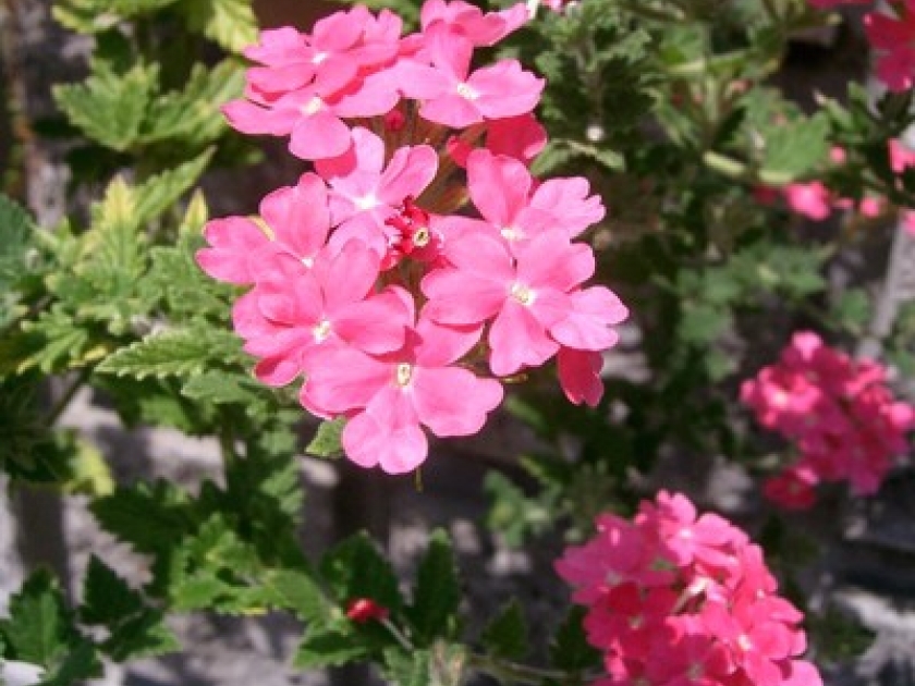 La verveine hybride : une fleur décorative La verveine hybride : une fleur décorative