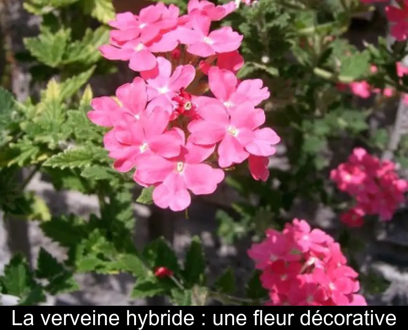 La verveine hybride : une fleur décorative
