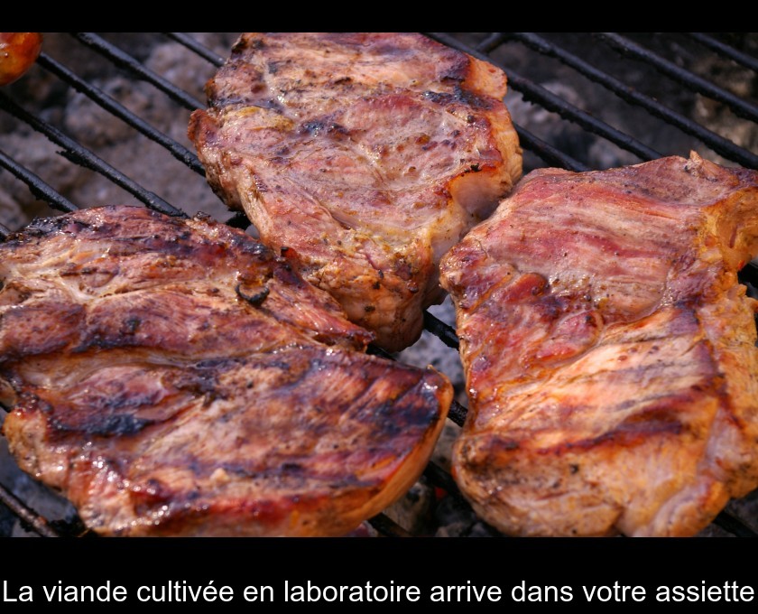 La viande cultivée en laboratoire arrive dans votre assiette La viande cultivée en laboratoire arrive dans votre assiette