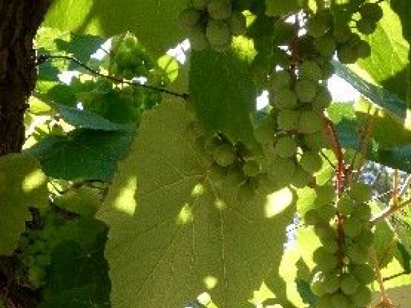 La vigne : présentation et conseils de culture La vigne : présentation et conseils de culture
