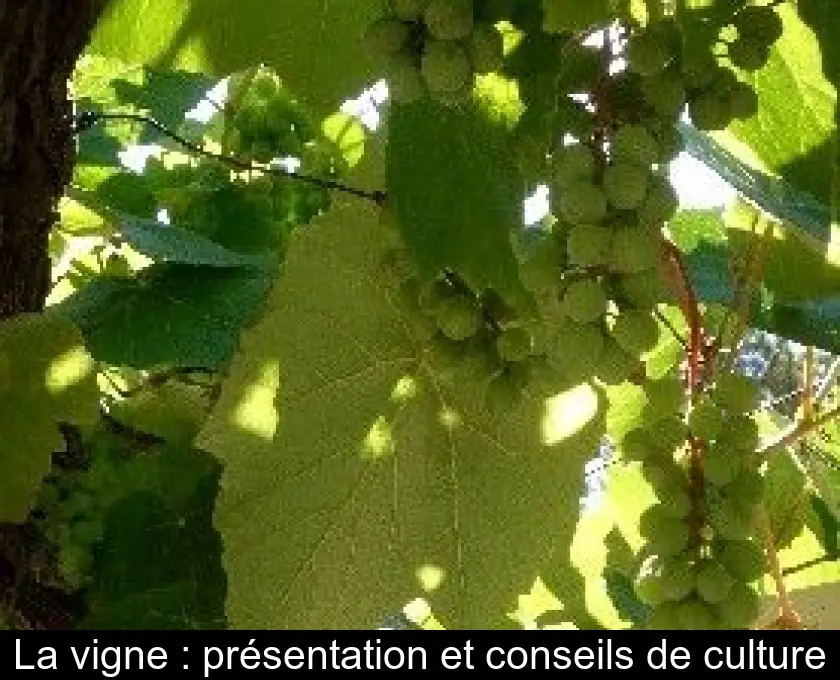 La vigne : présentation et conseils de culture