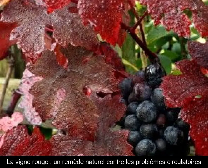 La vigne rouge : un remède naturel contre les problèmes circulatoires