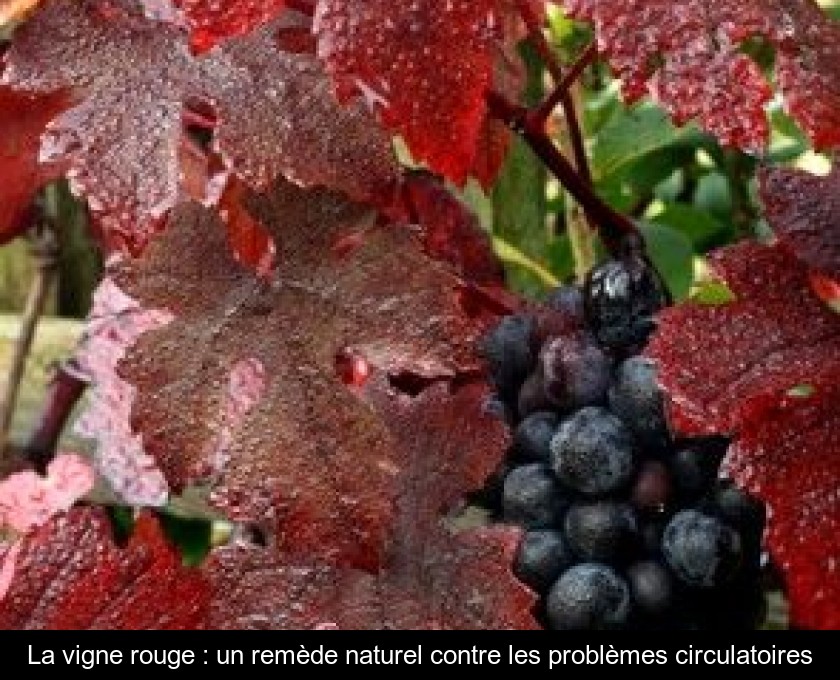 La vigne rouge : un remède naturel contre les problèmes circulatoires La vigne rouge : un remède naturel contre les problèmes circulatoires
