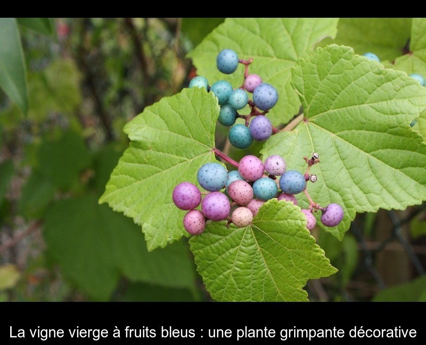 La vigne vierge à fruits bleus : une plante grimpante décorative