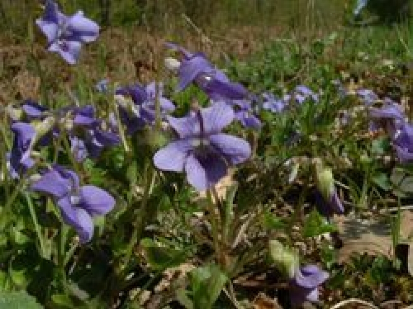 La violette La violette