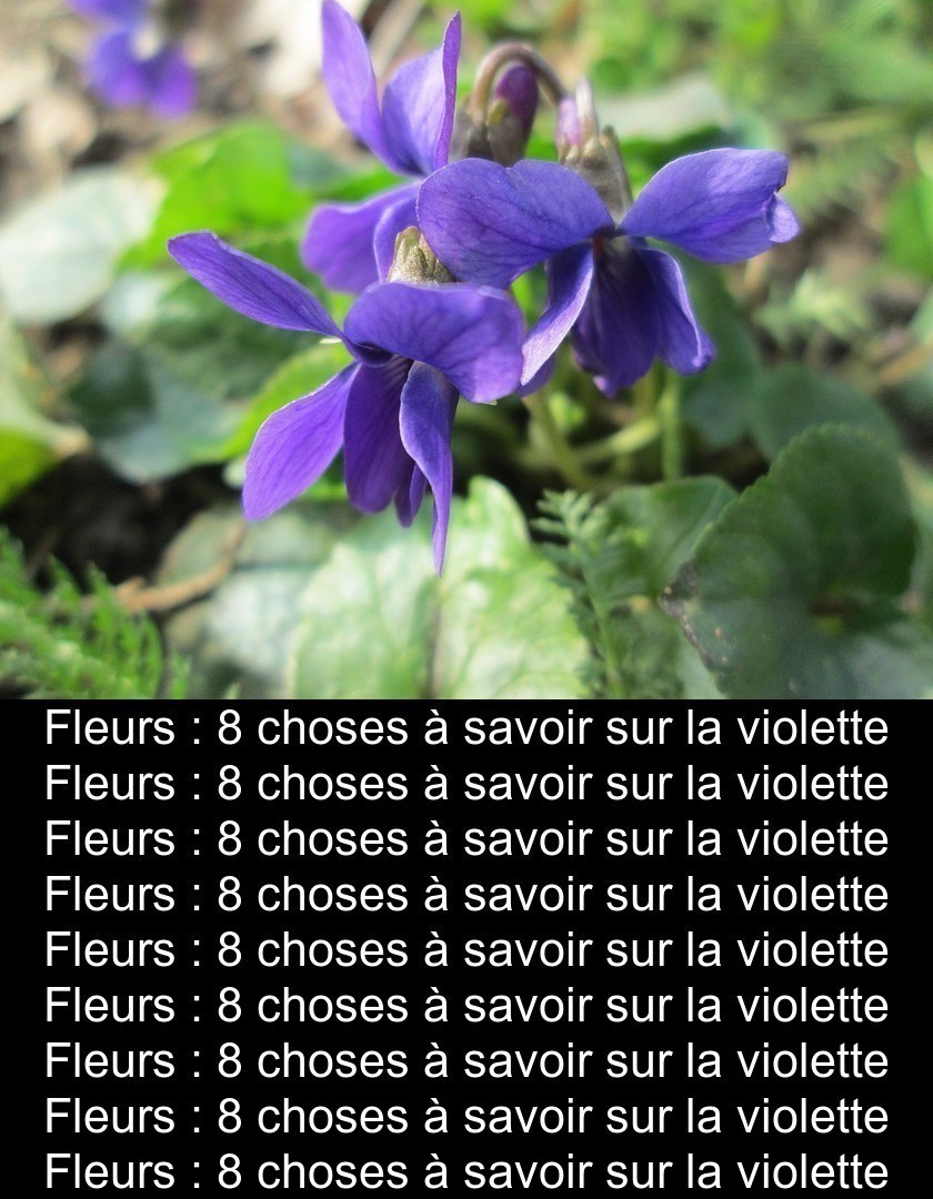 violette tous nos articles sur violette fleurs espèces variétés famille