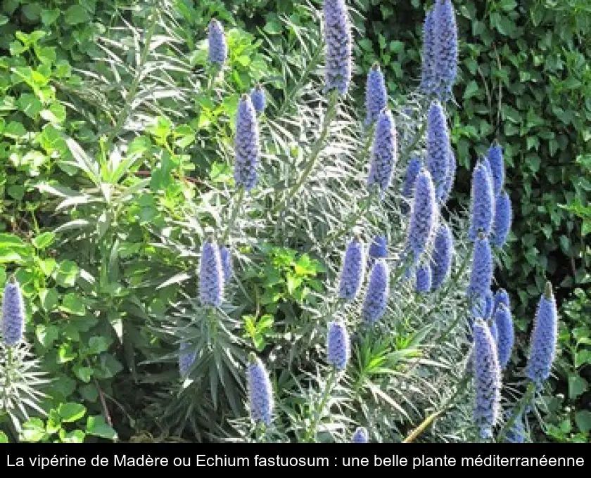 La vipérine de Madère ou Echium fastuosum : une belle plante méditerranéenne