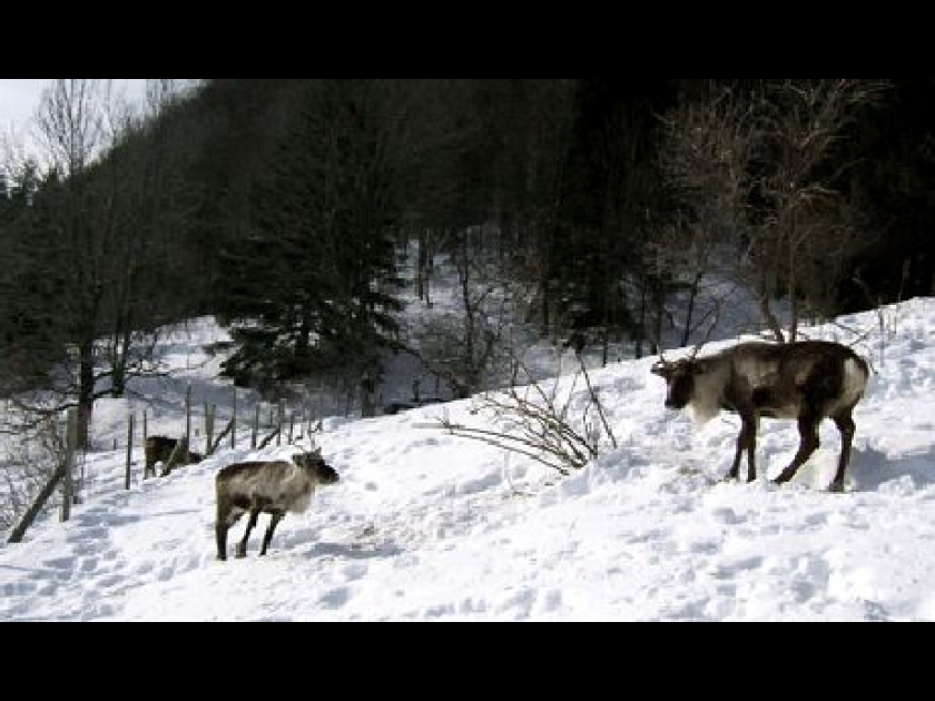 Laponia Dream : un parc lapon dans le Jura Laponia Dream : un parc lapon dans le Jura