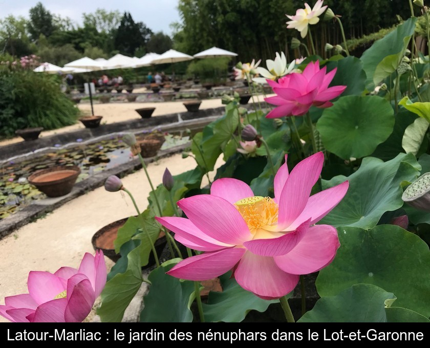 Latour-Marliac : le jardin des nénuphars dans le Lot-et-Garonne