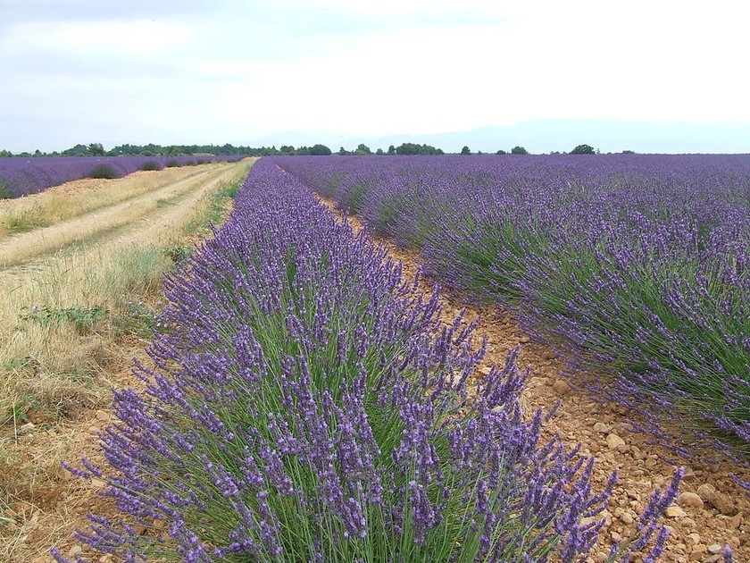 Lavande de Provence : 5 visites touristiques au pays de l'or bleu Lavande de Provence : 5 visites touristiques au pays de l'or bleu