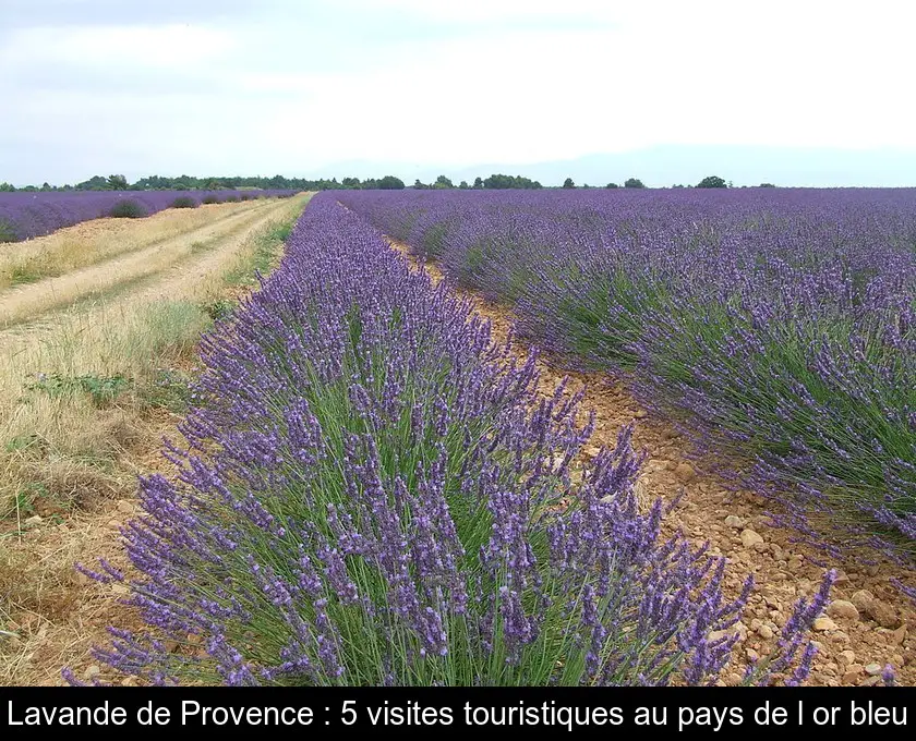 Lavande de Provence : 5 visites touristiques au pays de l'or bleu
