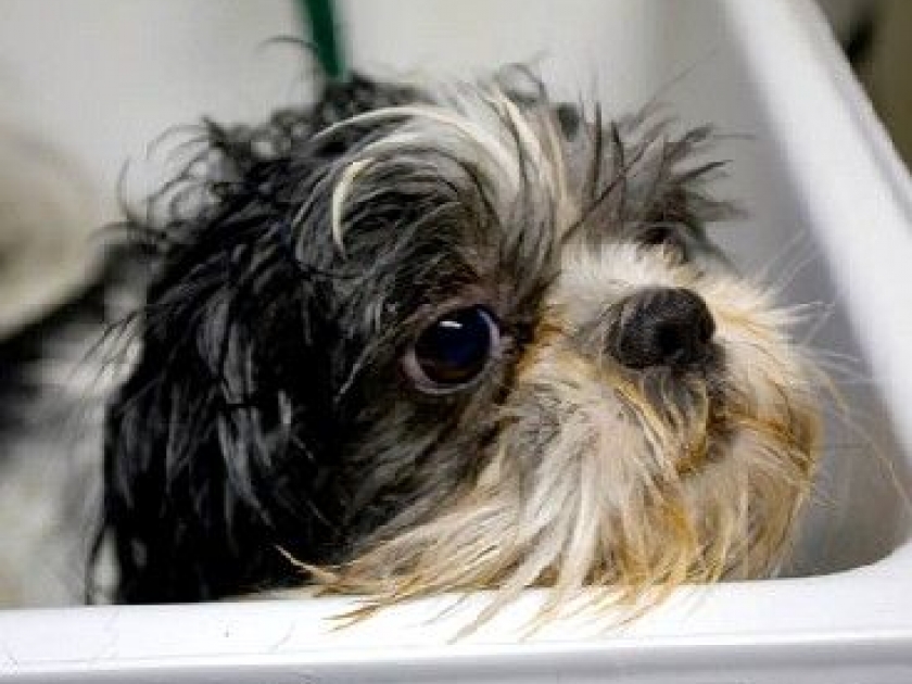 Laver son chien : guide pratique Laver son chien : guide pratique