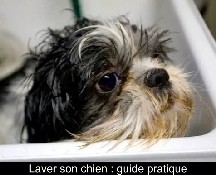 Laver son chien : guide pratique