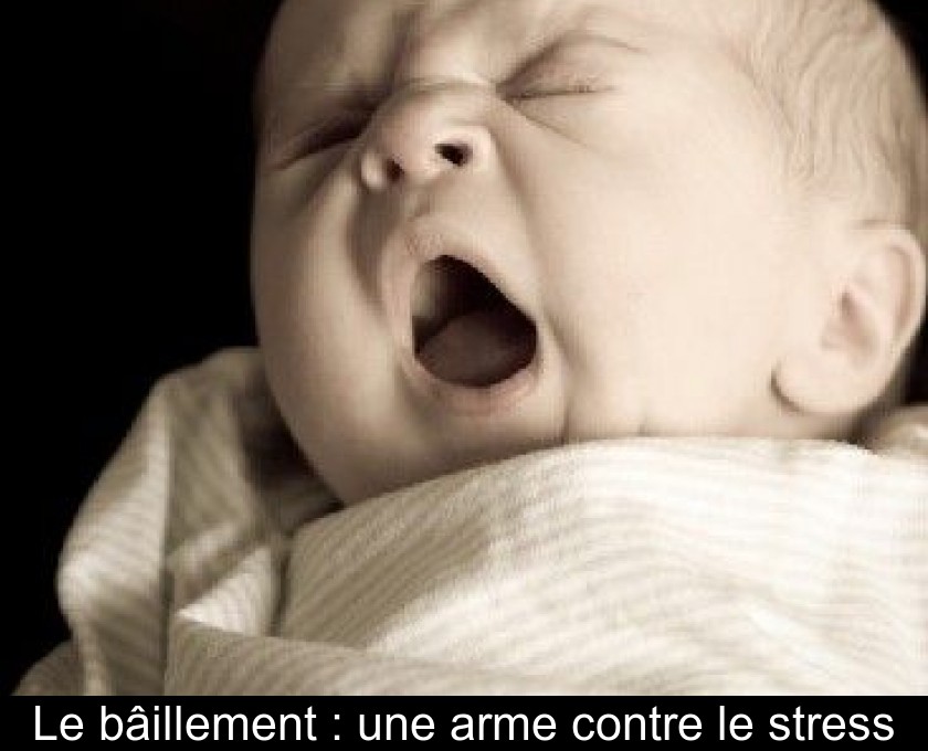 Le bâillement : une arme contre le stress