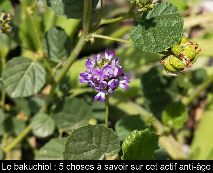 Le bakuchiol : 5 choses à savoir sur cet actif anti-âge Le bakuchiol : 5 choses à savoir sur cet actif anti-âge