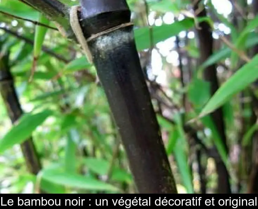 Le bambou noir : un végétal décoratif et original